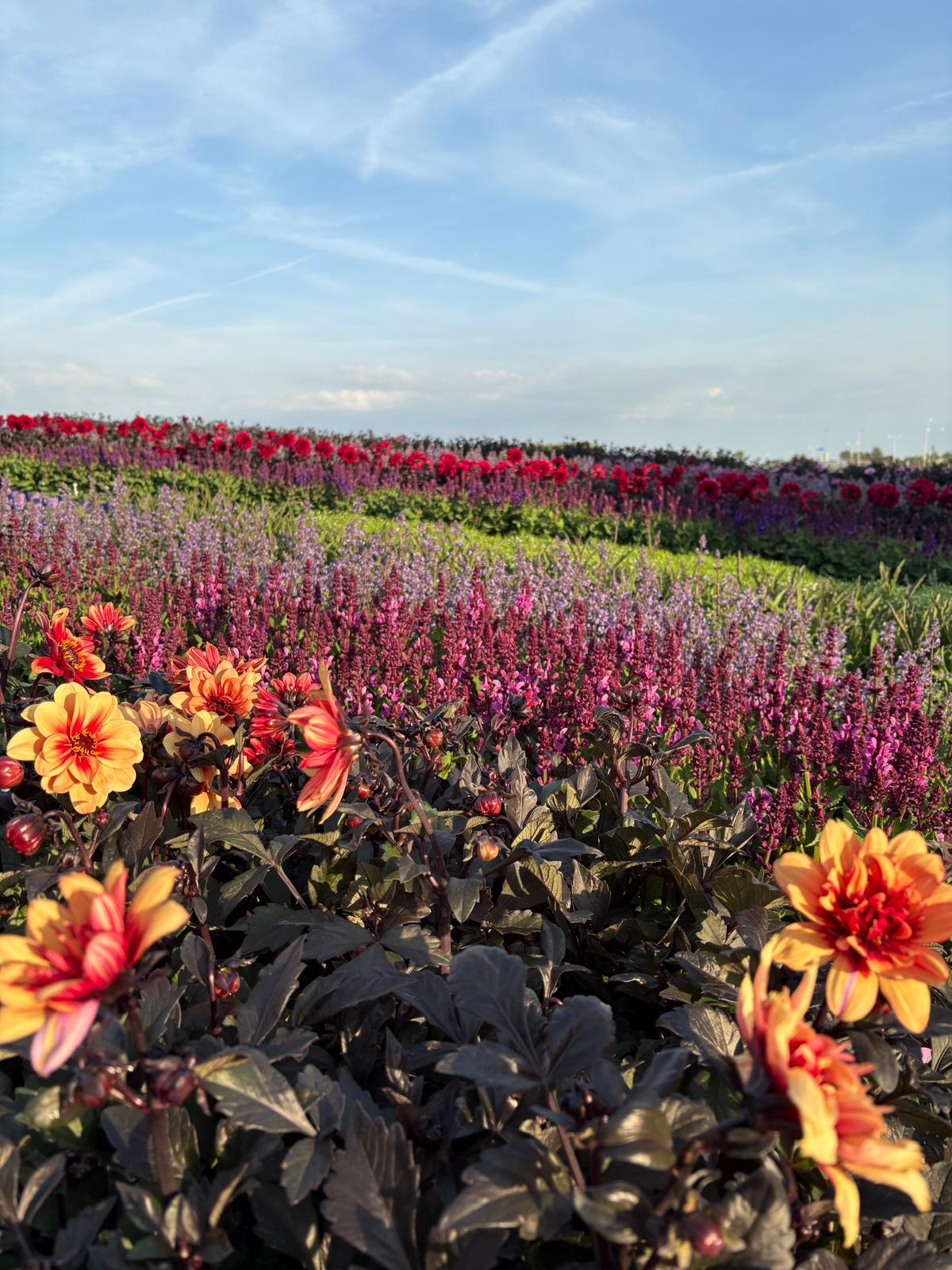 Bloemenveld met dahlia's en salvia in volle bloei